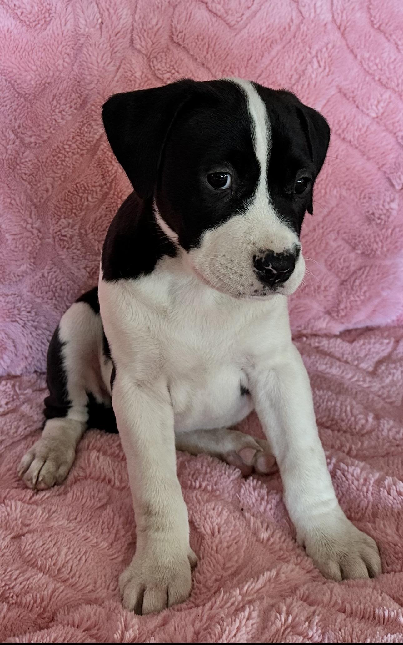 Enlarge Shania (Twain), a ADOPTABLE mixed breed in Beaverton, OR image 2/2