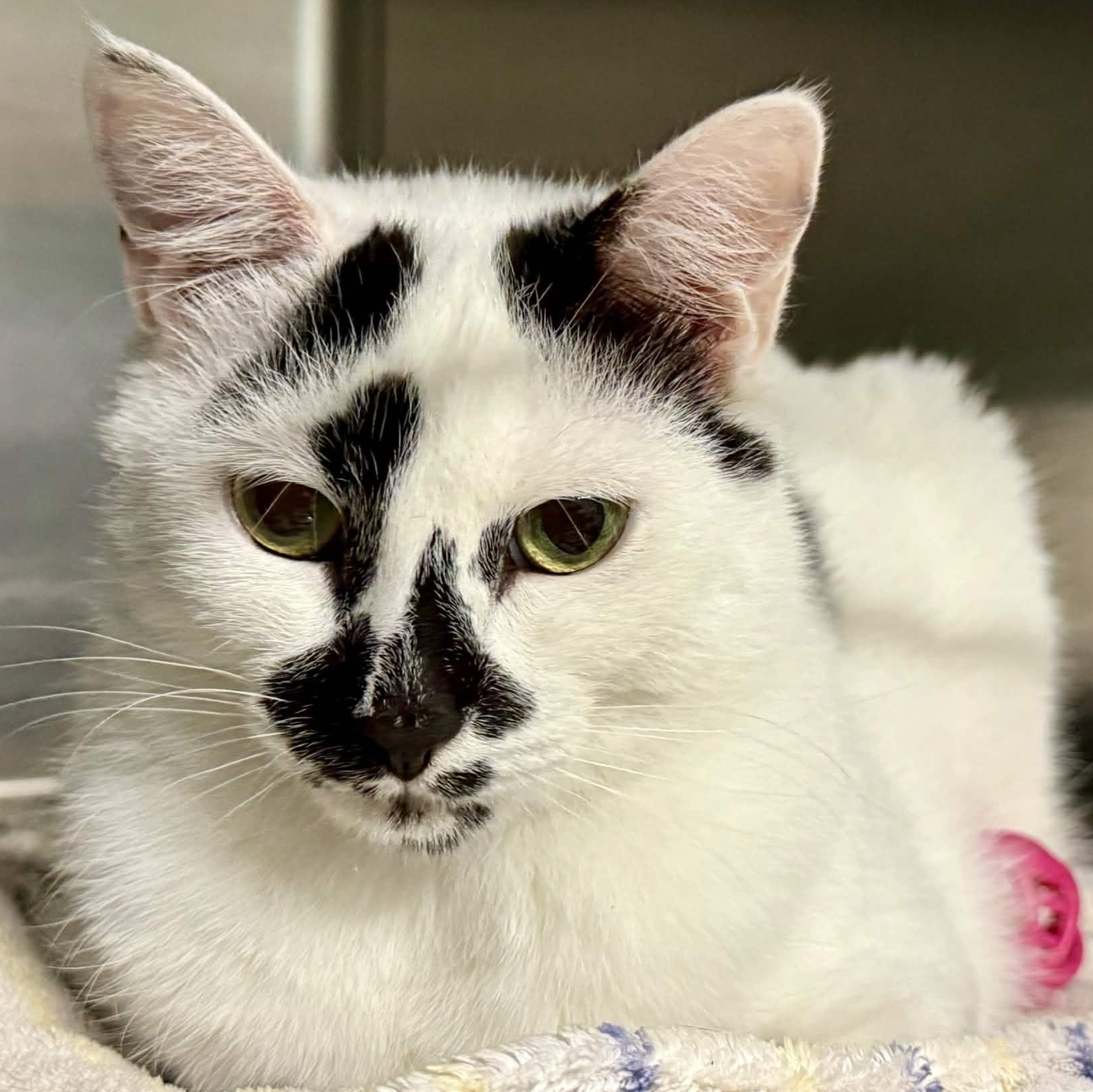 Twinnie, ADOPTABLE, Young Female Domestic Short Hair.