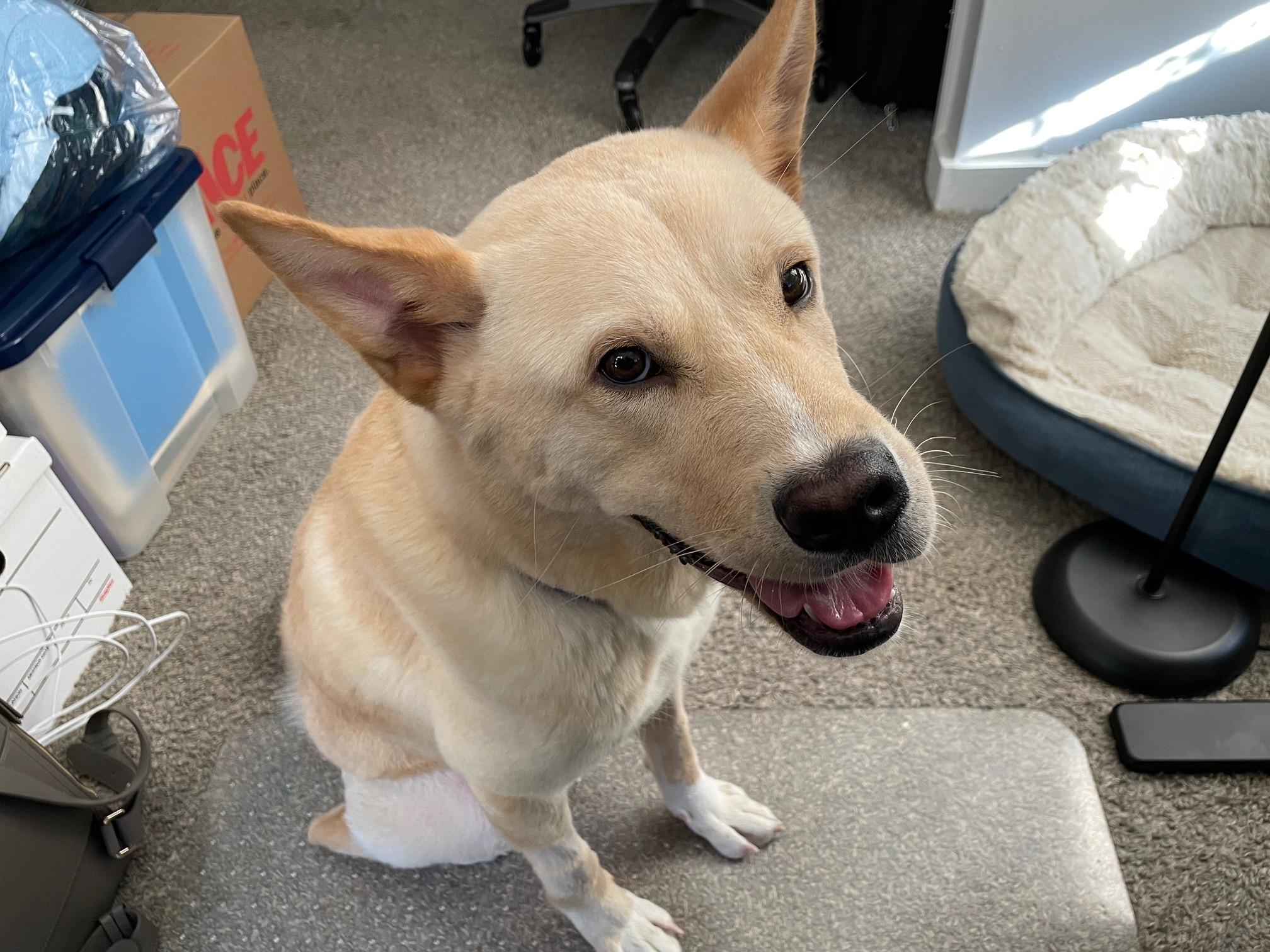 Tango, a Adoptable mixed breed in Lakeland, TN image 2/5