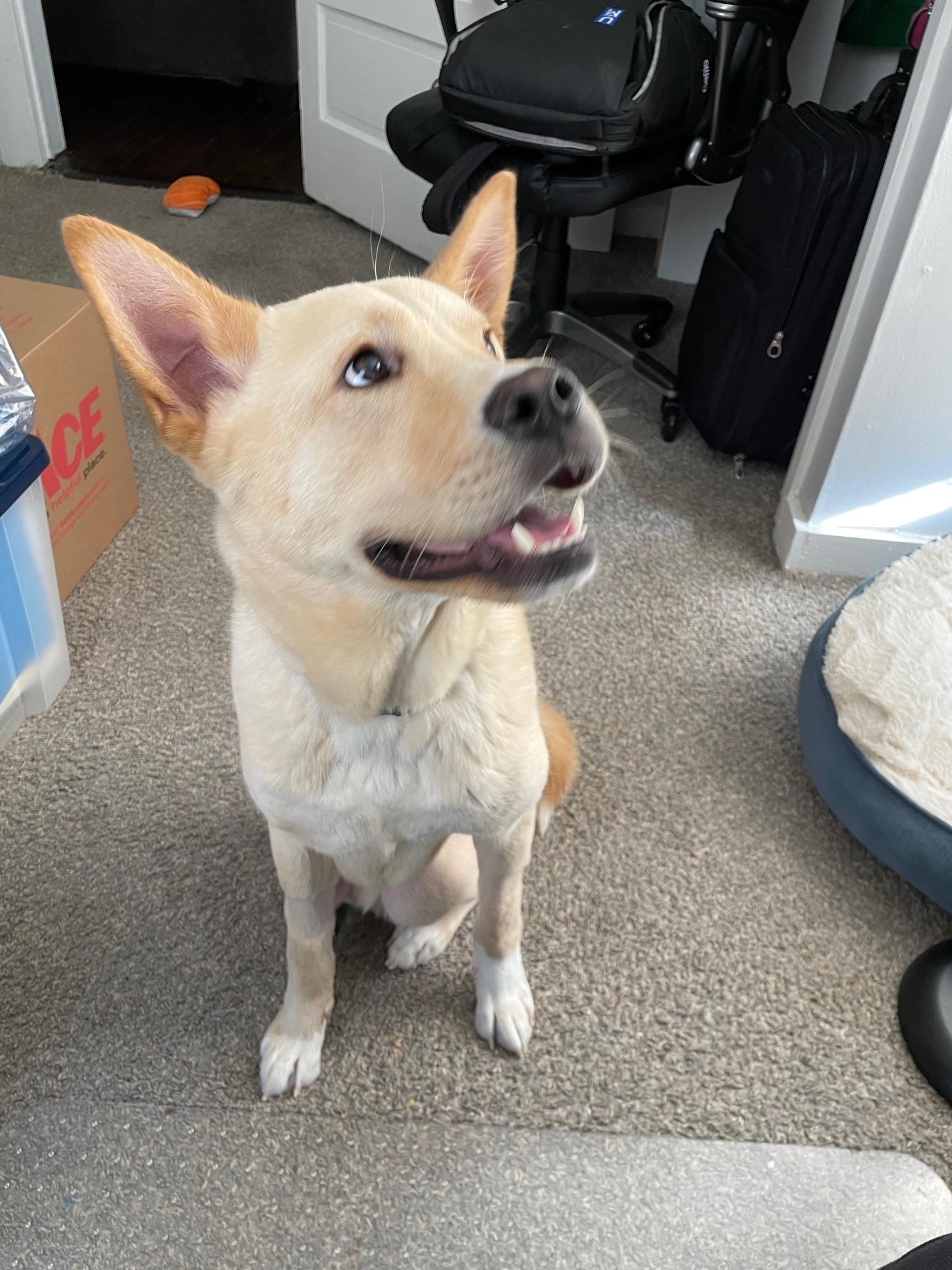 Tango, a Adoptable mixed breed in Lakeland, TN image 1/5