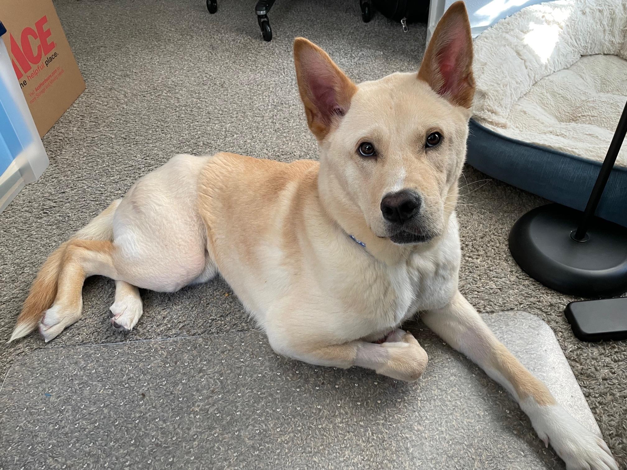 Tango, a Adoptable mixed breed in Lakeland, TN image 4/5