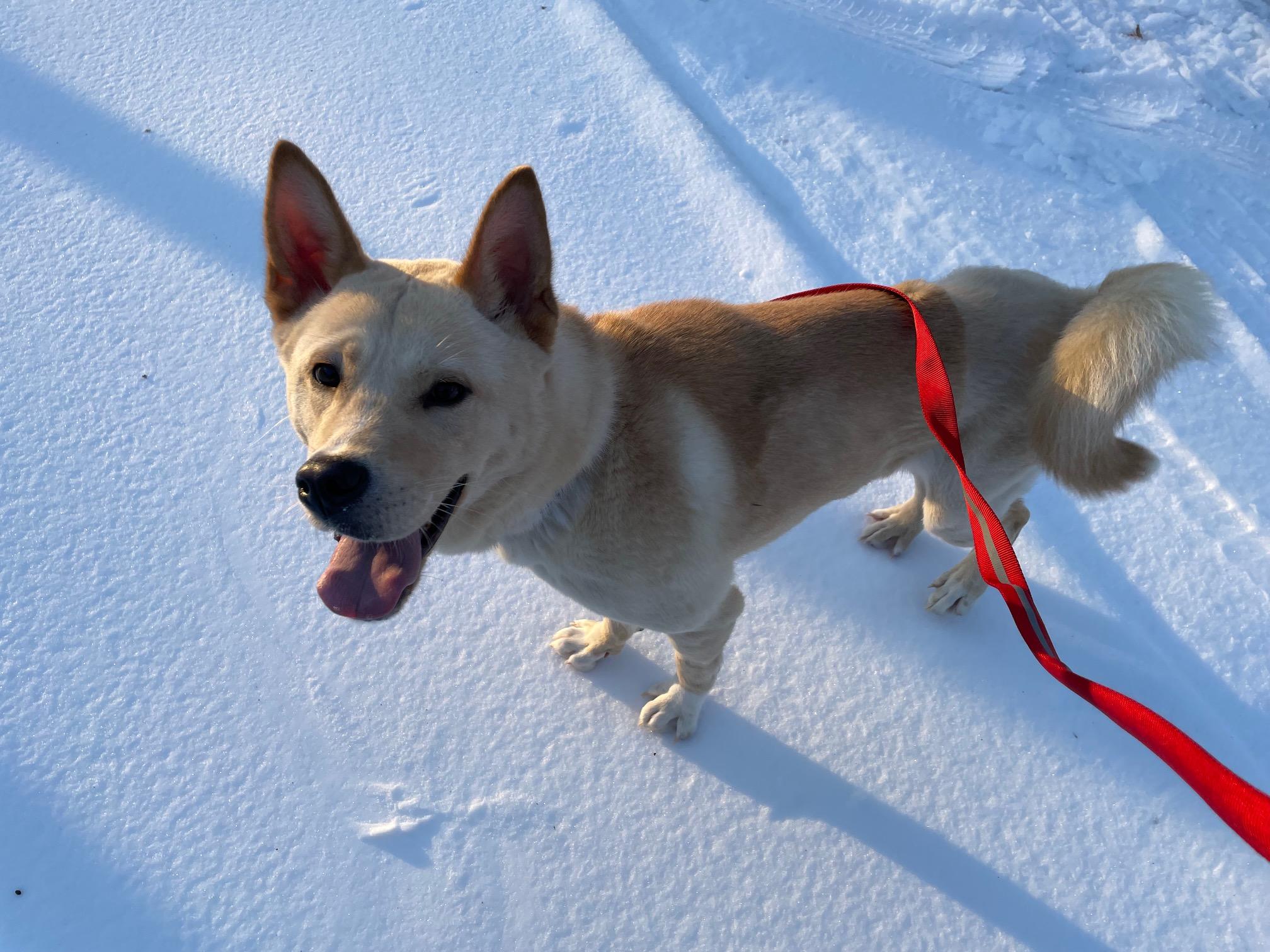 Tango, a Adoptable mixed breed in Lakeland, TN image 5/5