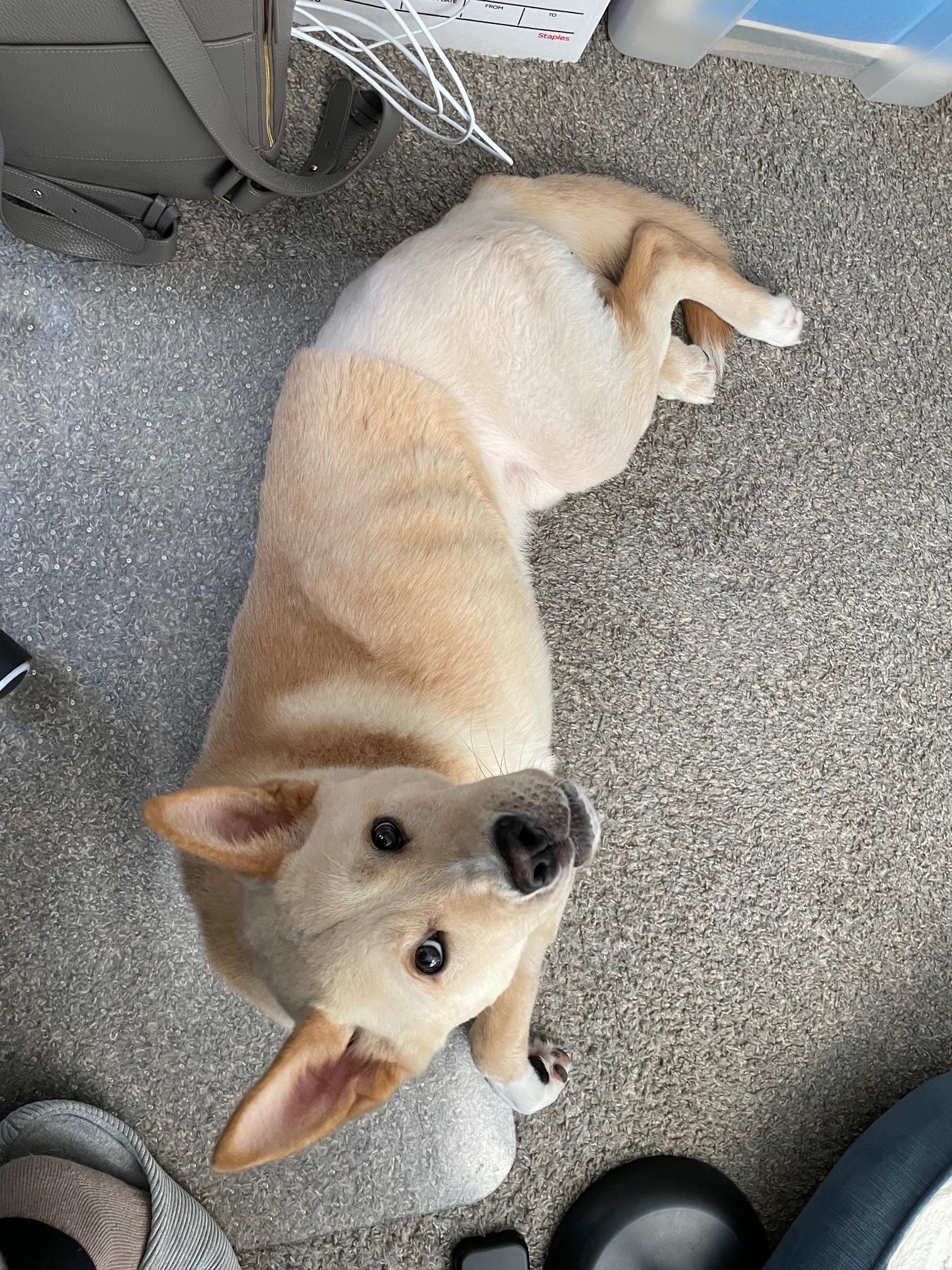 Tango, a Adoptable mixed breed in Lakeland, TN image 3/5