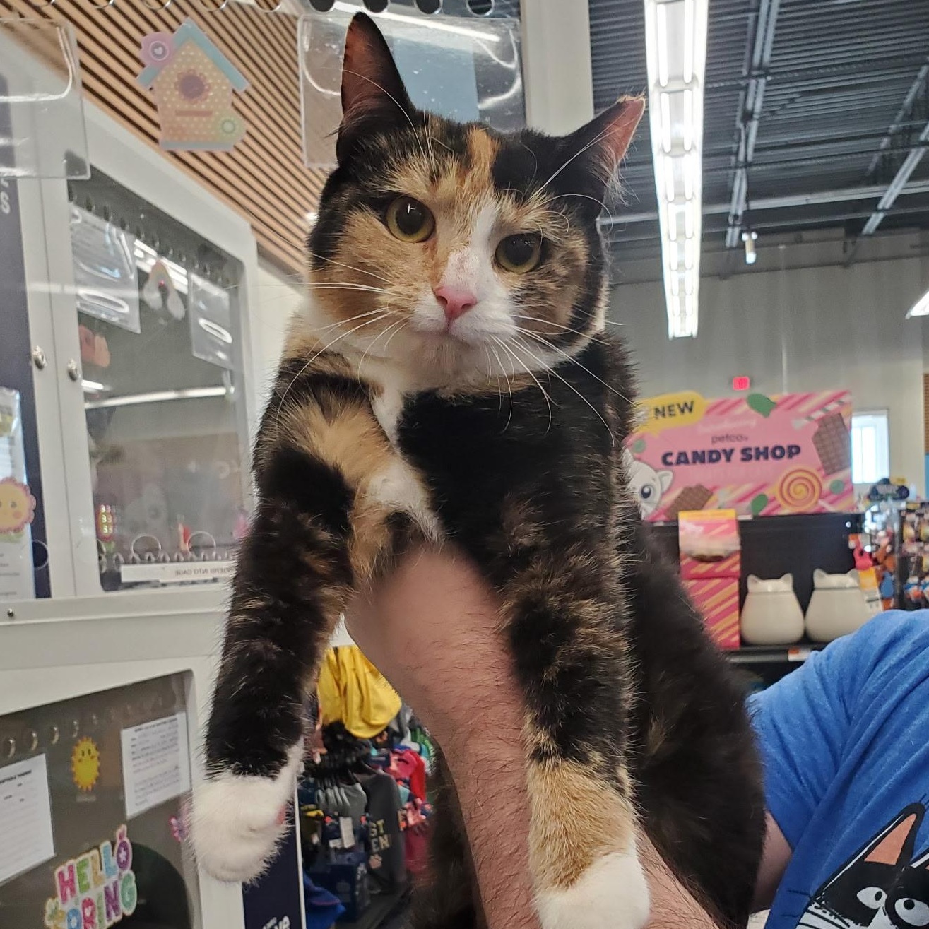 Enlarge Rhythm, a ADOPTABLE Calico in Maple Shade, NJ image 2/4
