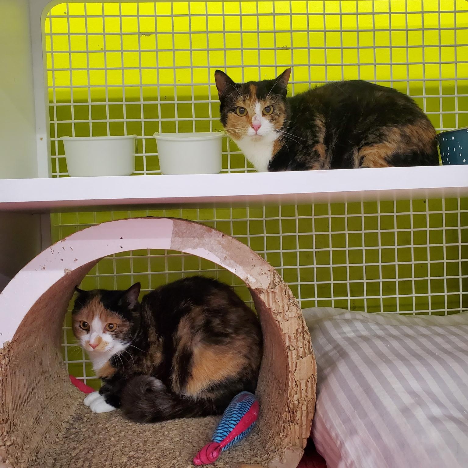 Enlarge Rhythm, a ADOPTABLE Calico in Maple Shade, NJ image 4/4