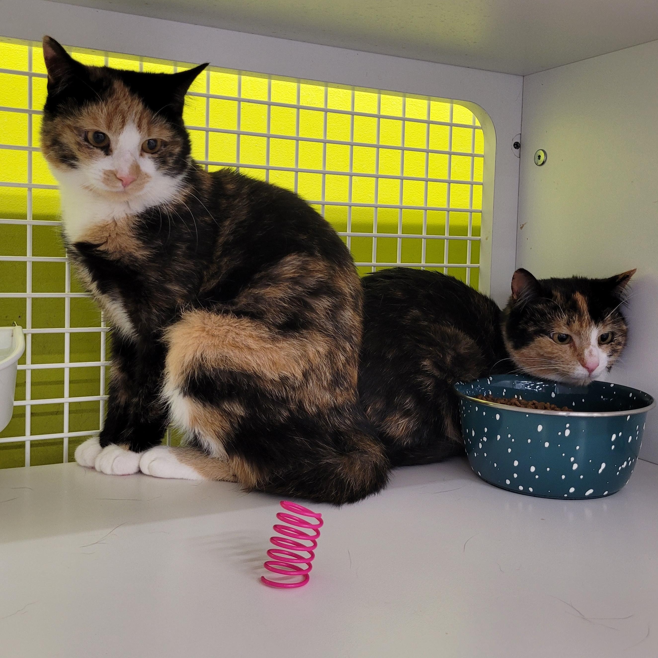 Enlarge Rhythm, a ADOPTABLE Calico in Maple Shade, NJ image 3/4