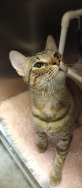 Enlarge Salem, an adopted Domestic Short Hair in Duluth, GA image 4/5