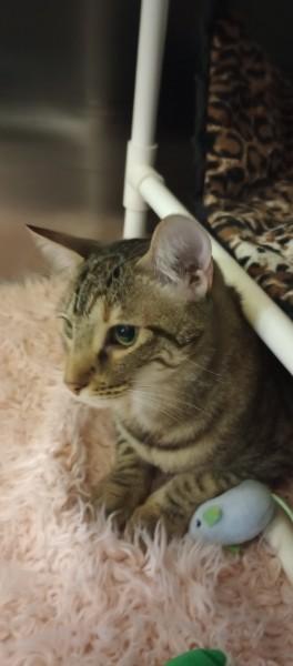 Enlarge Salem, an adopted Domestic Short Hair in Duluth, GA image 2/5