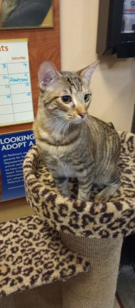 Salem, adopted, Young Female Domestic Short Hair.