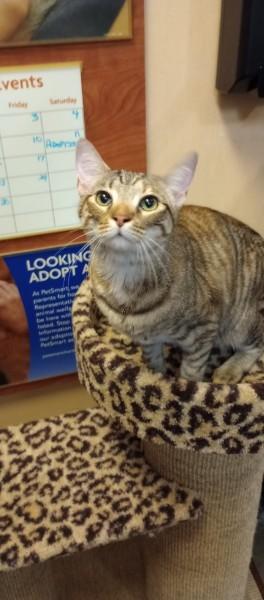 Enlarge Salem, an adopted Domestic Short Hair in Duluth, GA image 5/5