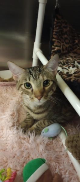 Enlarge Salem, an adopted Domestic Short Hair in Duluth, GA image 3/5