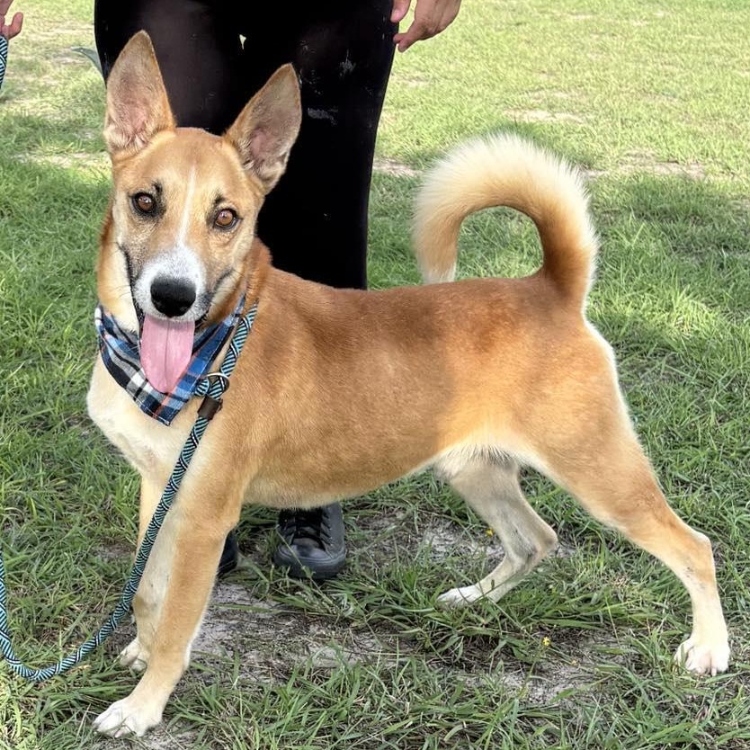 Flako — thumbnail 4