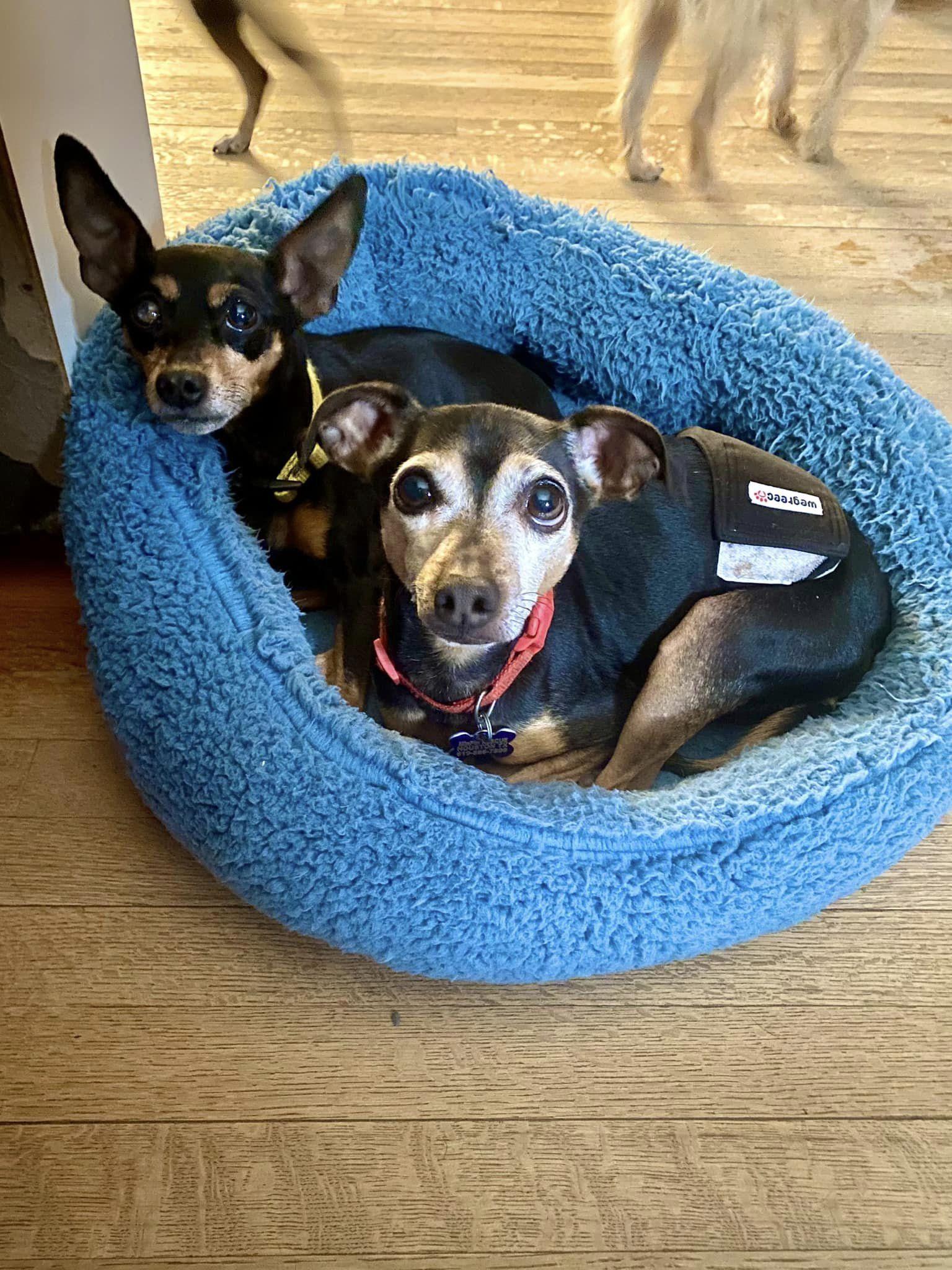 Will & Grace (bonded pair)