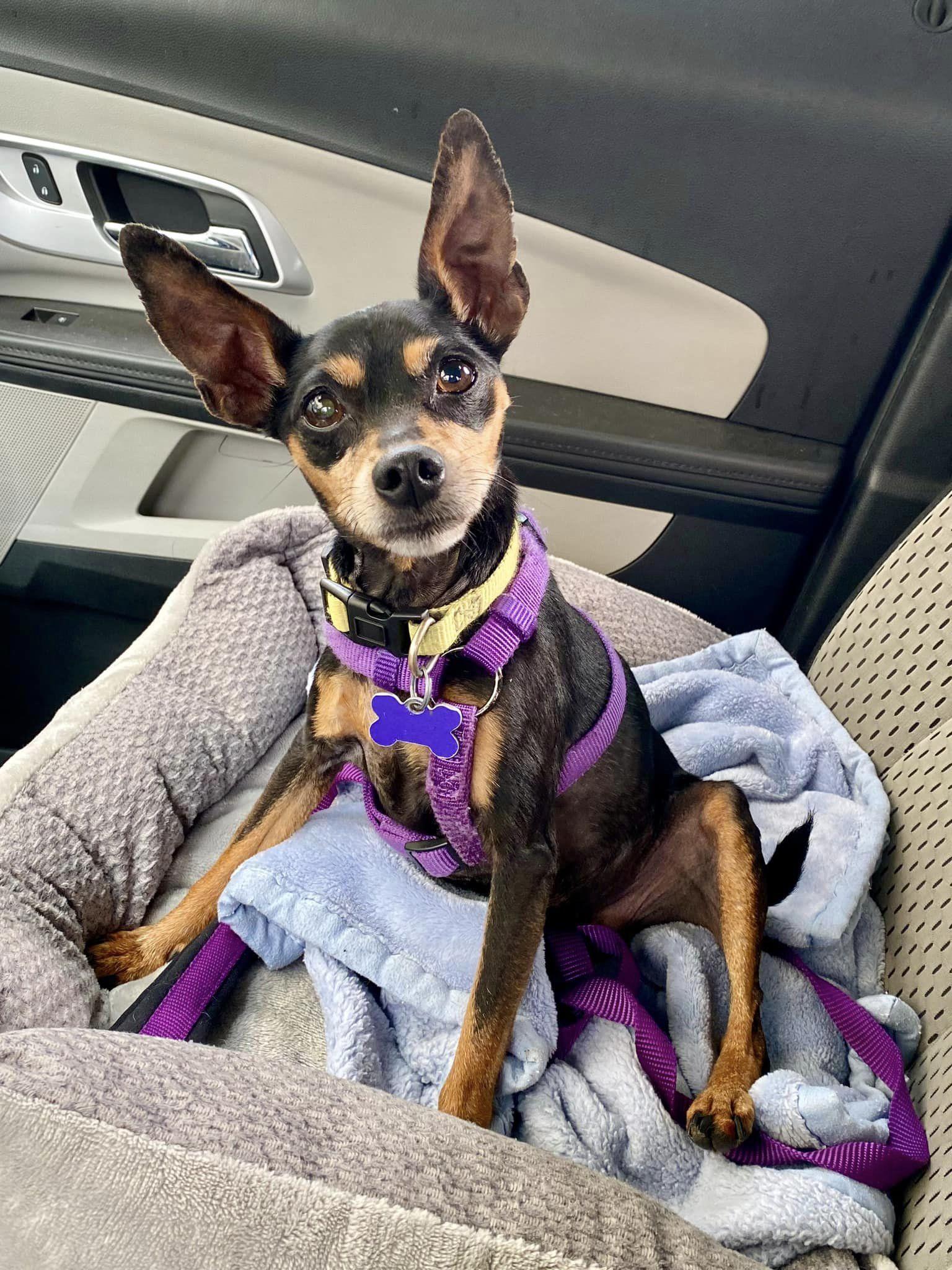 Will & Grace (bonded pair), a Adoptable mixed breed in Houston, TX image 3/6