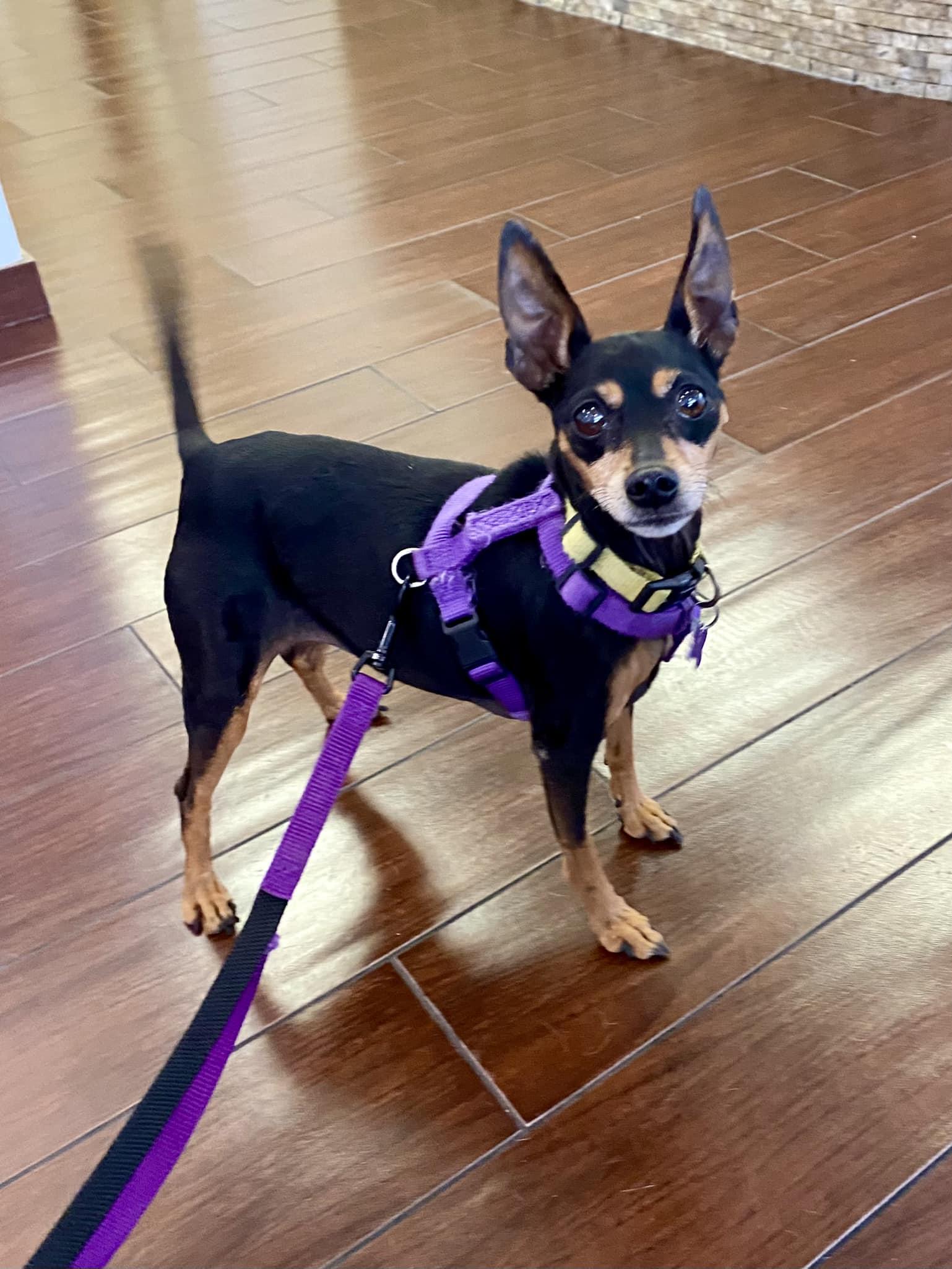 Will & Grace (bonded pair), a Adoptable mixed breed in Houston, TX image 4/6