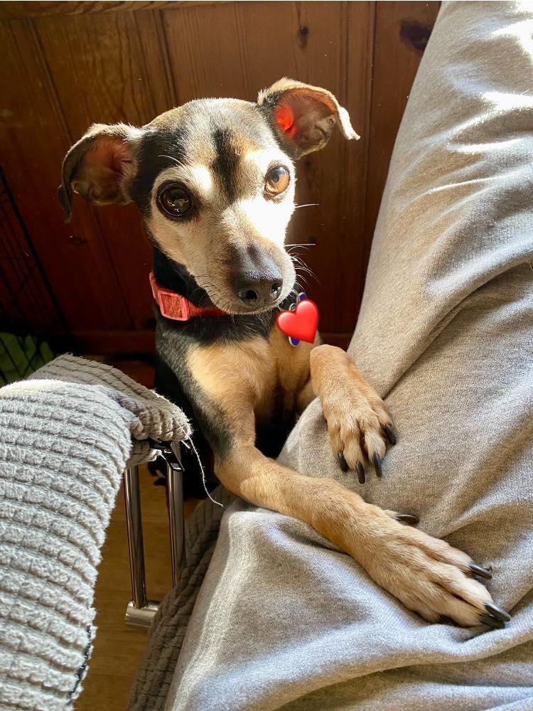 Enlarge Will & Grace (bonded pair) - ADOPTED!, a Adoptable mixed breed in Houston, TX image 5/6