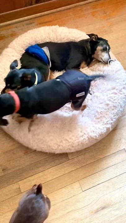 Enlarge Will & Grace (bonded pair), a Adoptable mixed breed in Houston, TX video 5/6