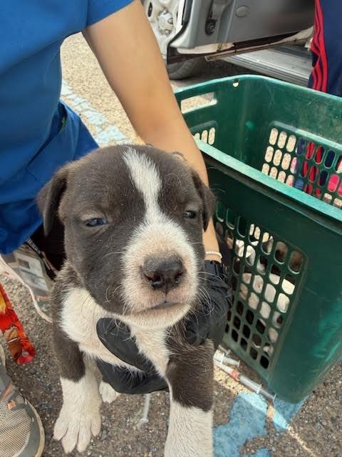 Enlarge Bojangles, a Adoptable Mixed Breed in Hobbs, NM image 1/1