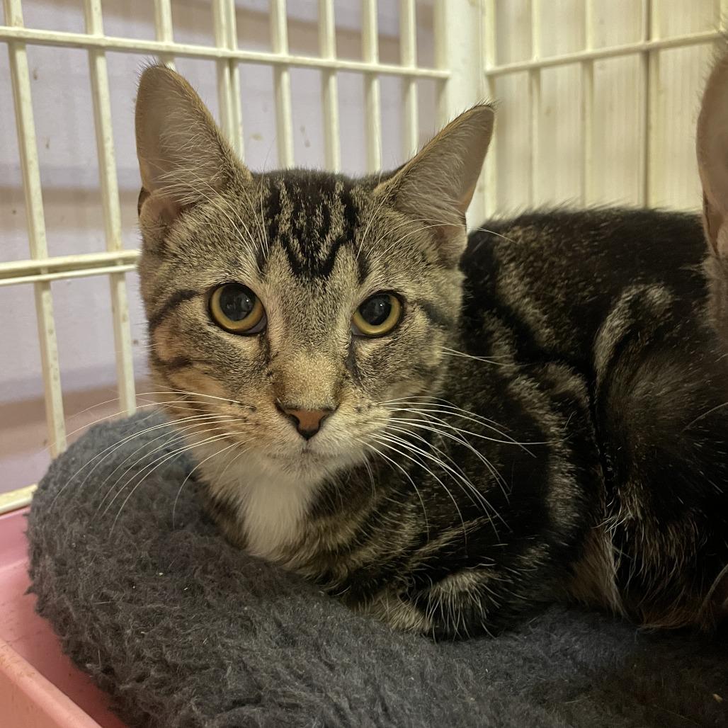 Enlarge Ned, a Adoptable Domestic Short Hair in Madison, WI image 1/3