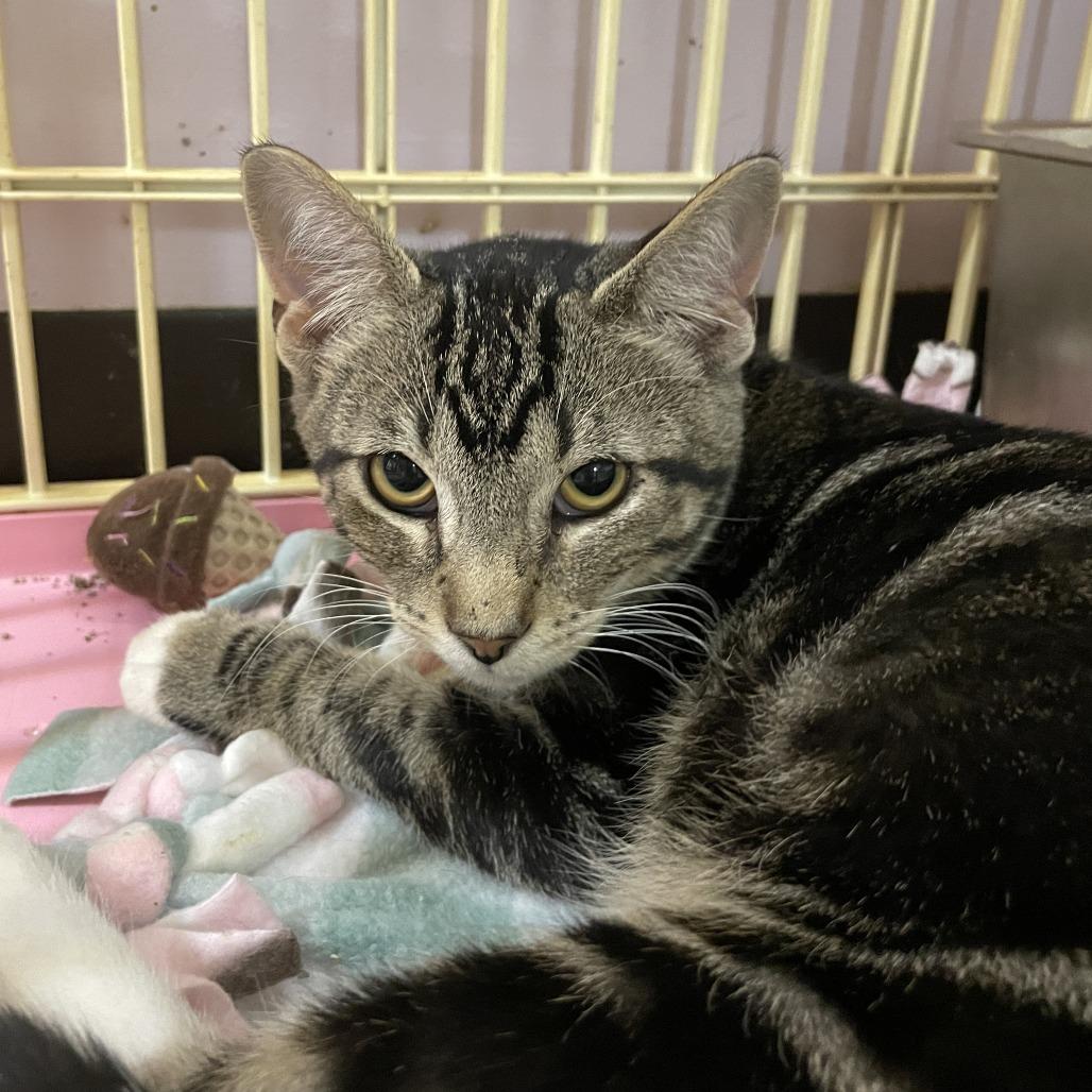 Ned, Adoptable, Young Male Domestic Short Hair.