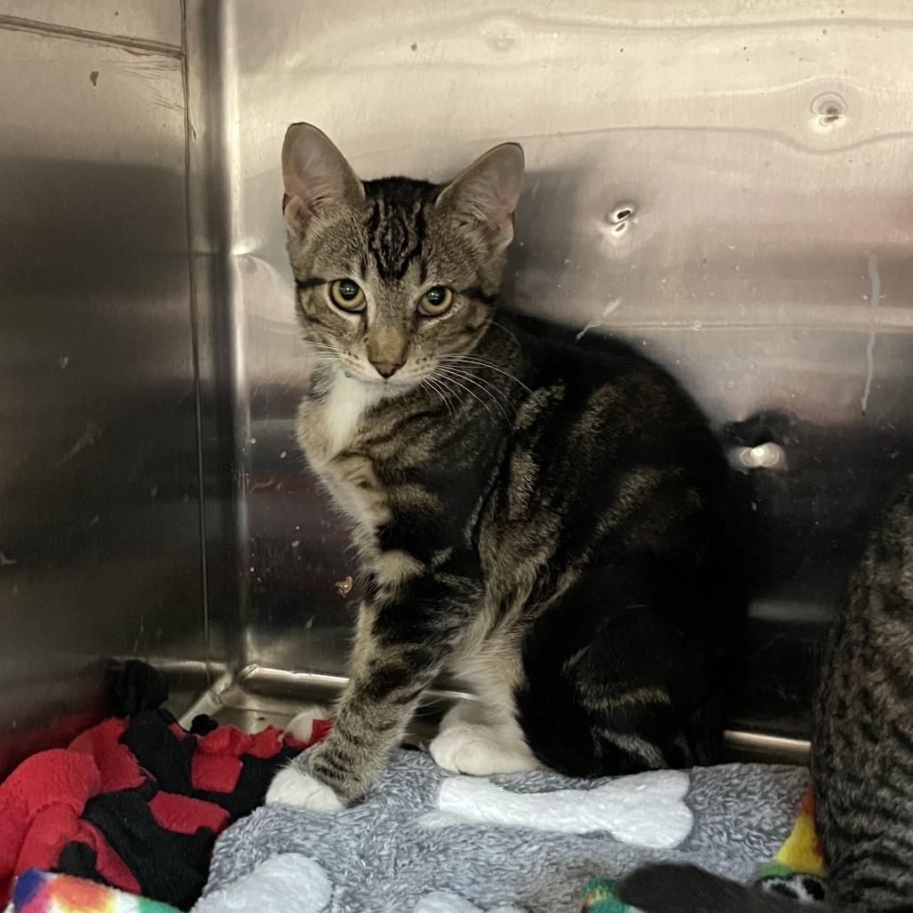 Enlarge Ned, a Adoptable Domestic Short Hair in Madison, WI image 2/2