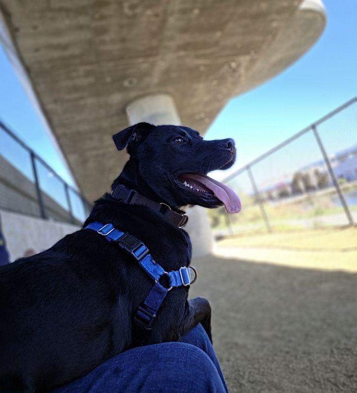 Enlarge Dusty, a Adoptable Pit Bull Terrier in Berkeley, CA image 5/6