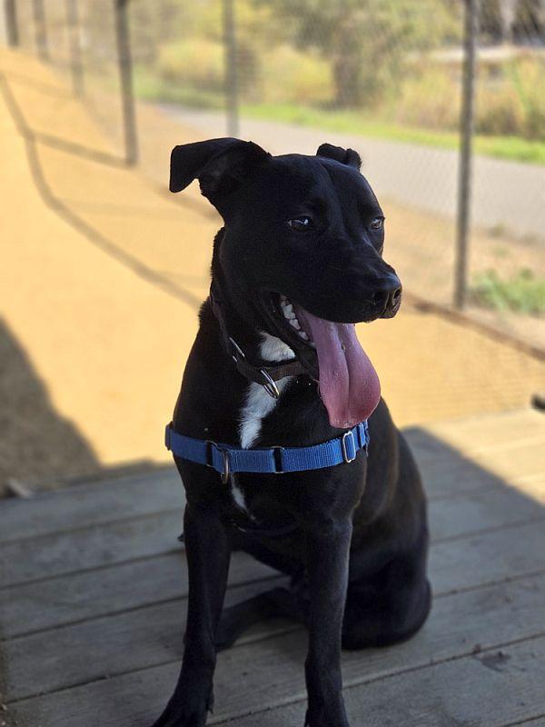 Enlarge Dusty, a Adoptable Pit Bull Terrier in Berkeley, CA image 2/6