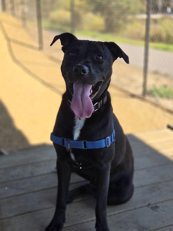 Enlarge Dusty, a Adoptable Pit Bull Terrier in Berkeley, CA image 6/6