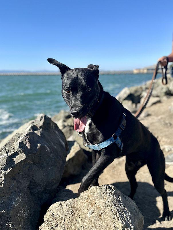 Enlarge Dusty, a Adoptable Pit Bull Terrier in Berkeley, CA image 3/6