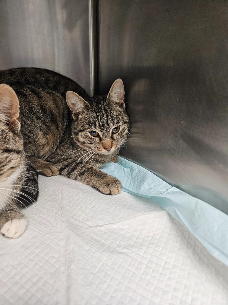 Tuna, Adoptable, Young Female Domestic Short Hair.