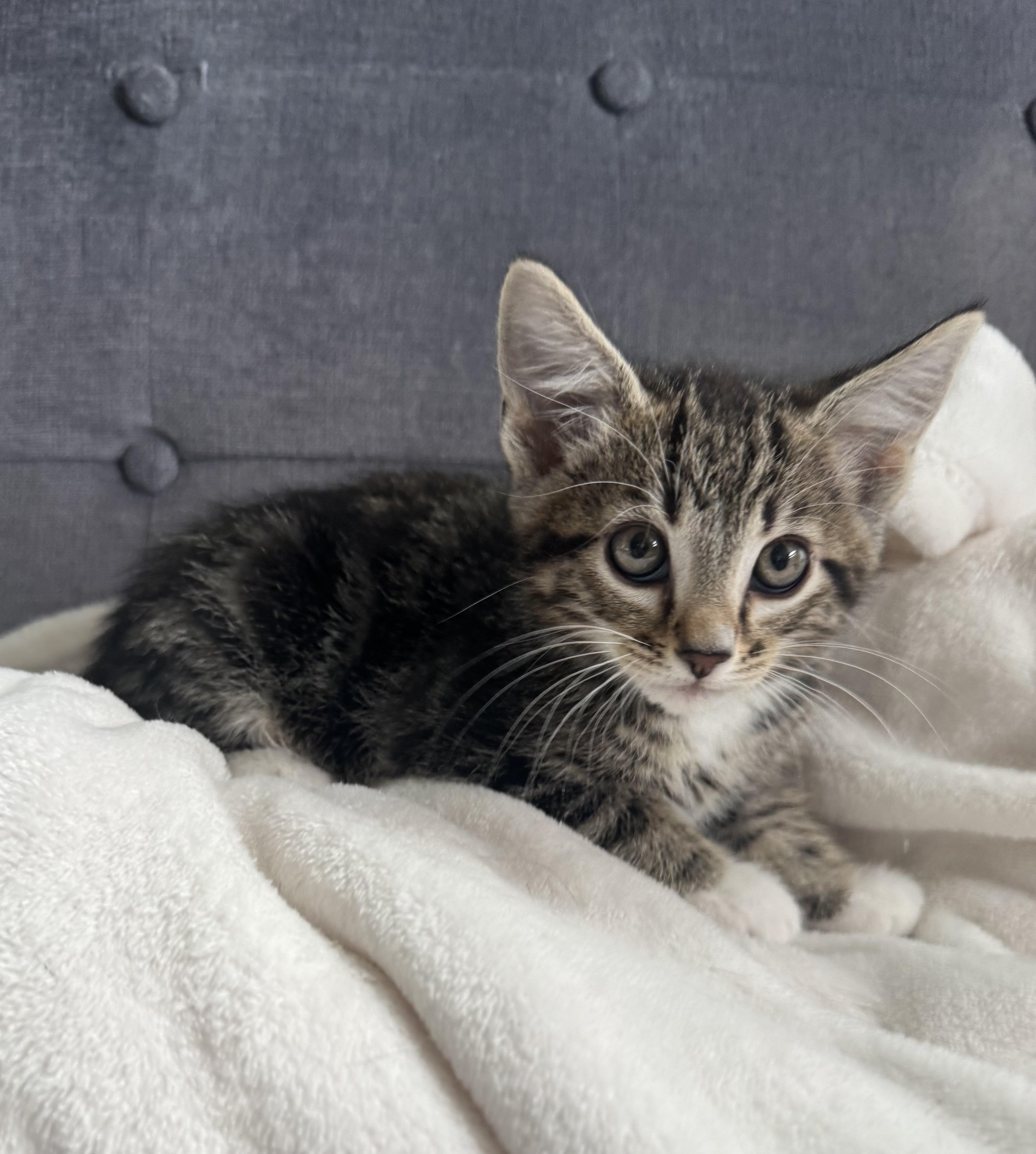 Scottie, adopted, Kitten Male Domestic Short Hair.