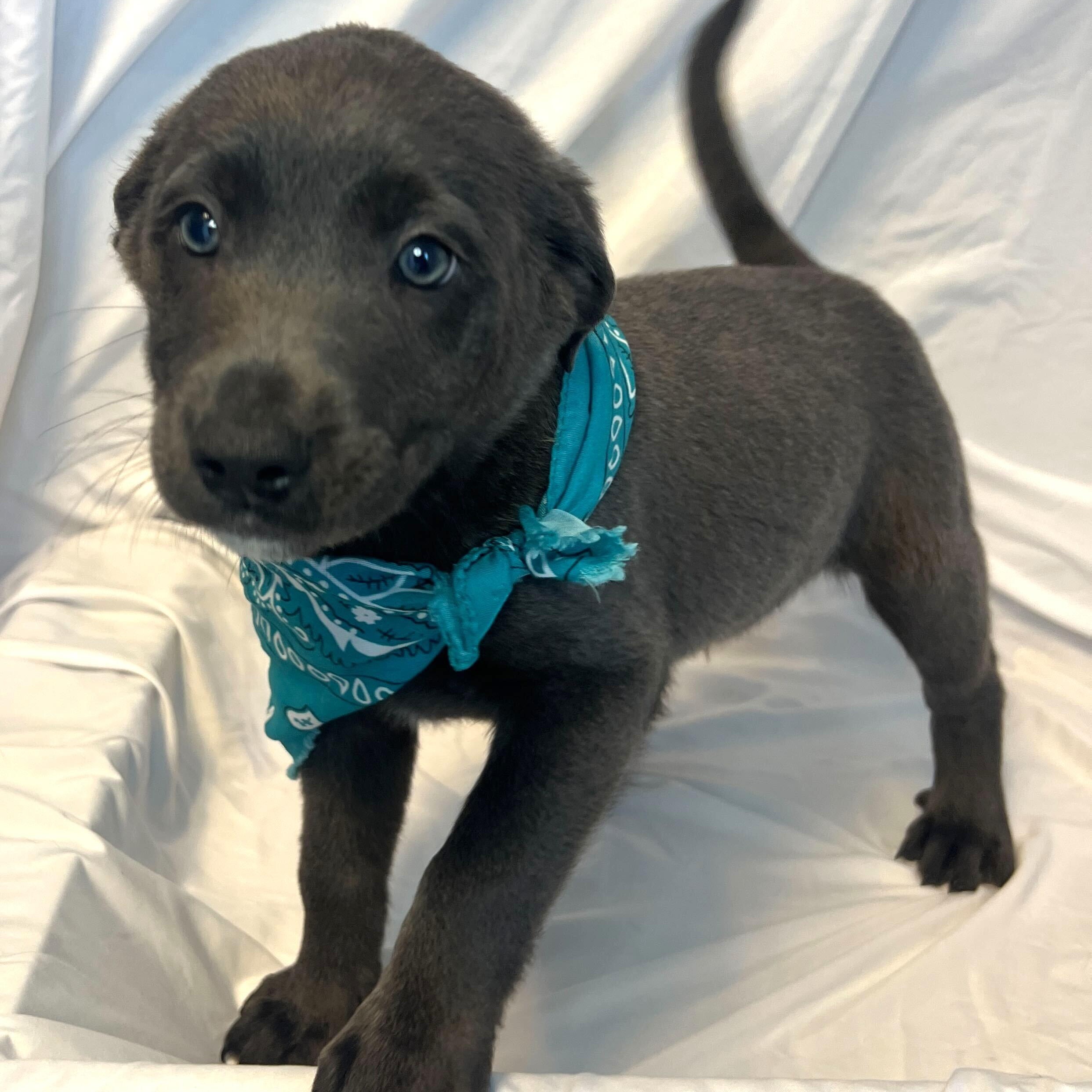 Zebra Cake, adoptable, Puppy Male Mixed Breed.