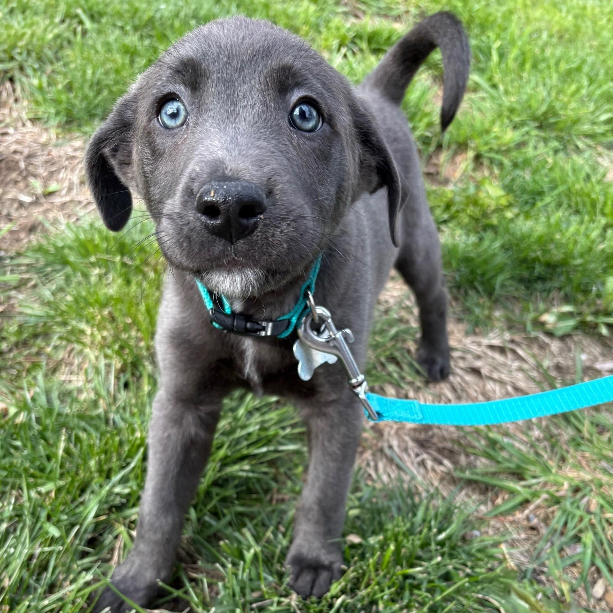 Zebra Cake, adoptable, Puppy Male Mixed Breed.