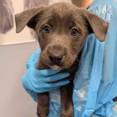 Enlarge Zebra Cake, an adoptable Mixed Breed in Canal Winchester, OH image 2/2