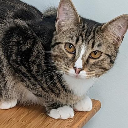 Roquefort, adopted, Young Male Domestic Short Hair.