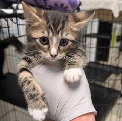 Enlarge Roquefort, an adopted Domestic Short Hair in Cincinnati, OH image 2/3