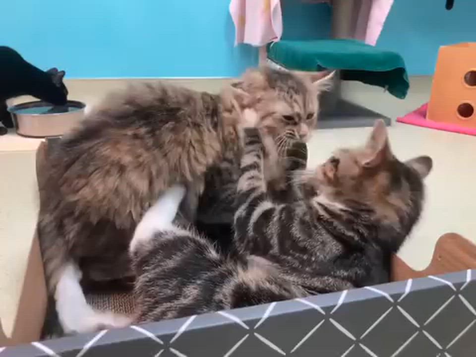 Enlarge Roquefort, an adopted Domestic Short Hair in Cincinnati, OH video 3/3