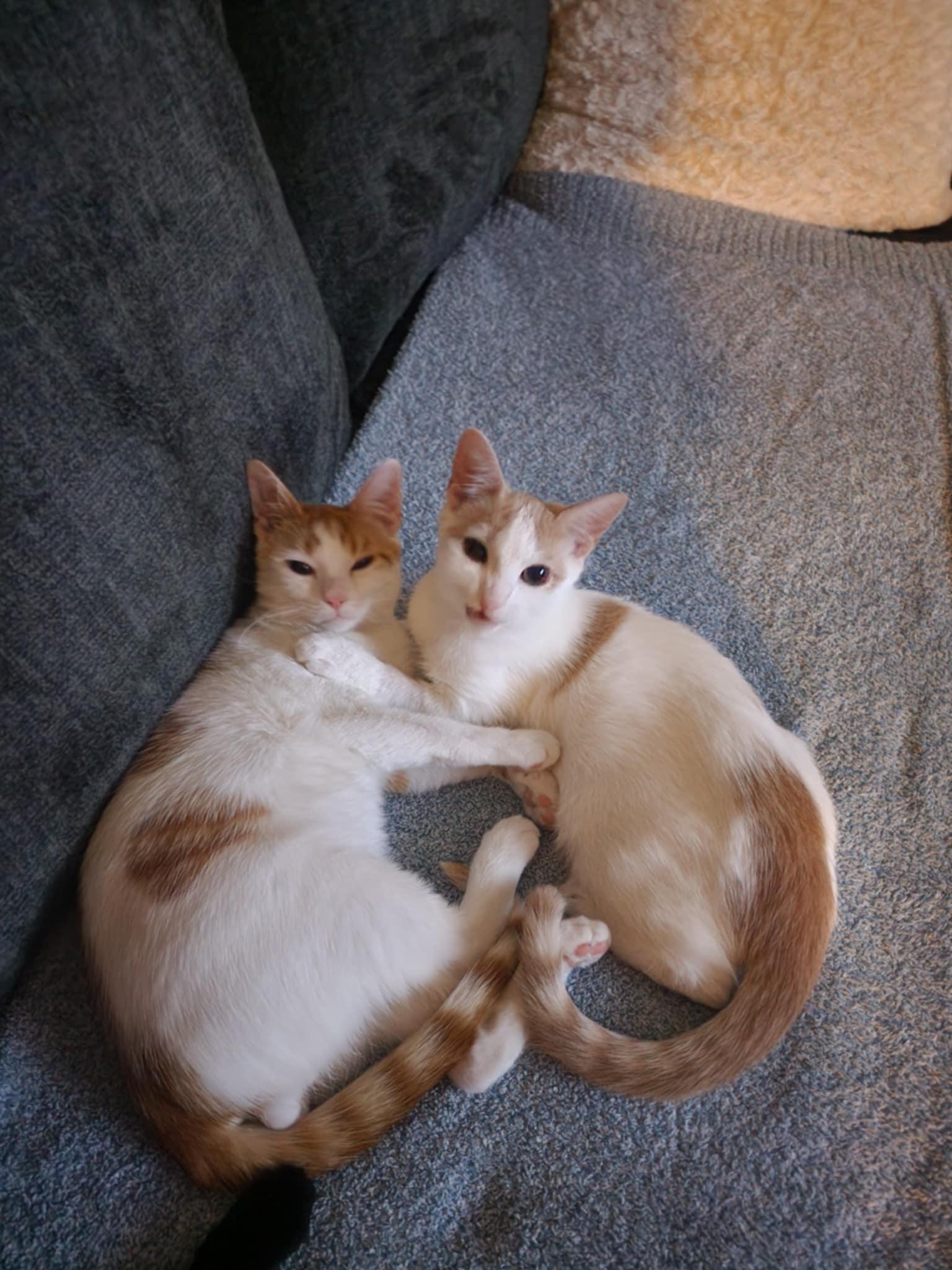 Kittens #104 and #107, Adoptable, Young Male Domestic Short Hair.