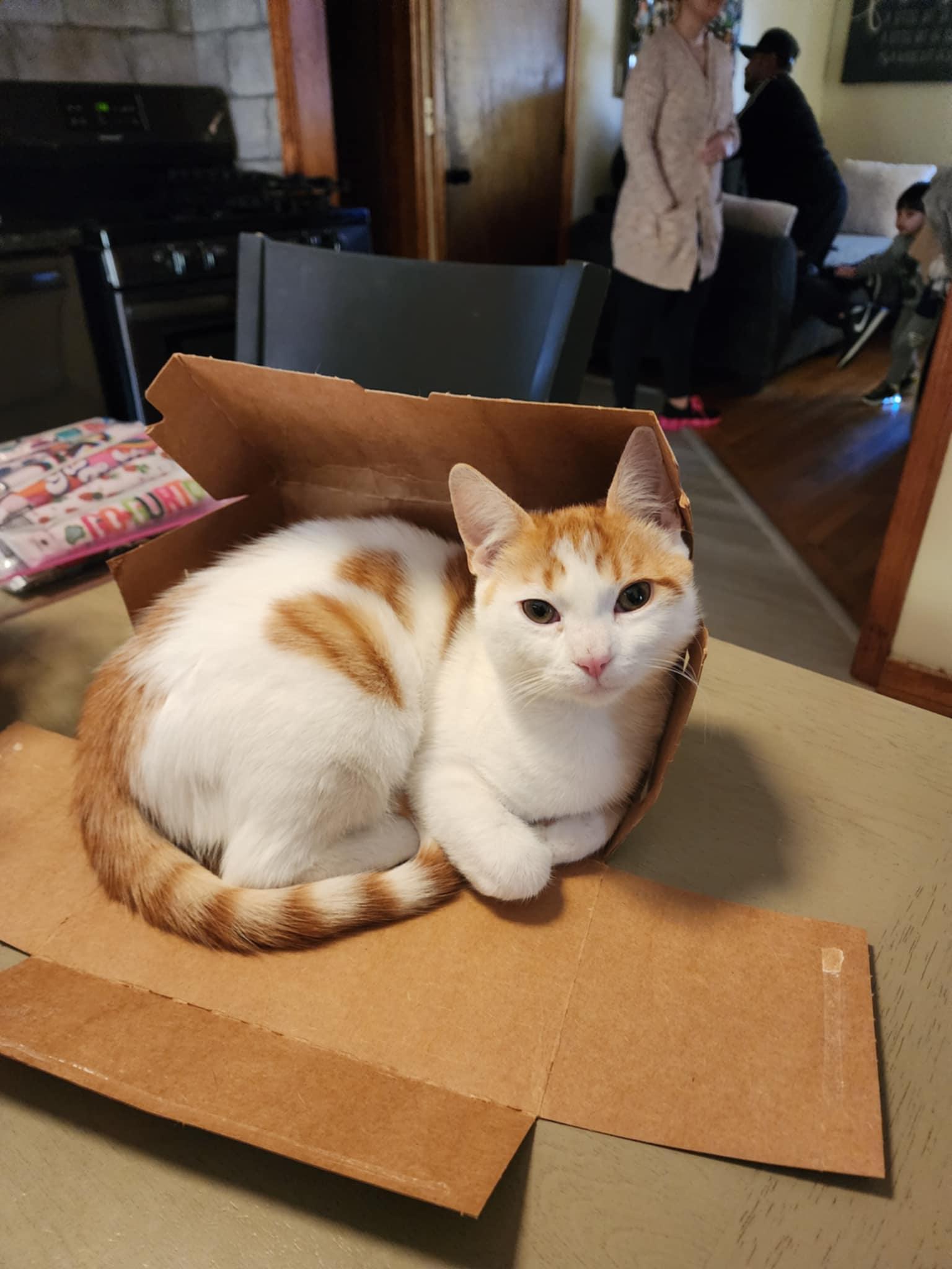 Kittens #104 and #107, a Adoptable Domestic Short Hair in Johnston, RI image 4/6