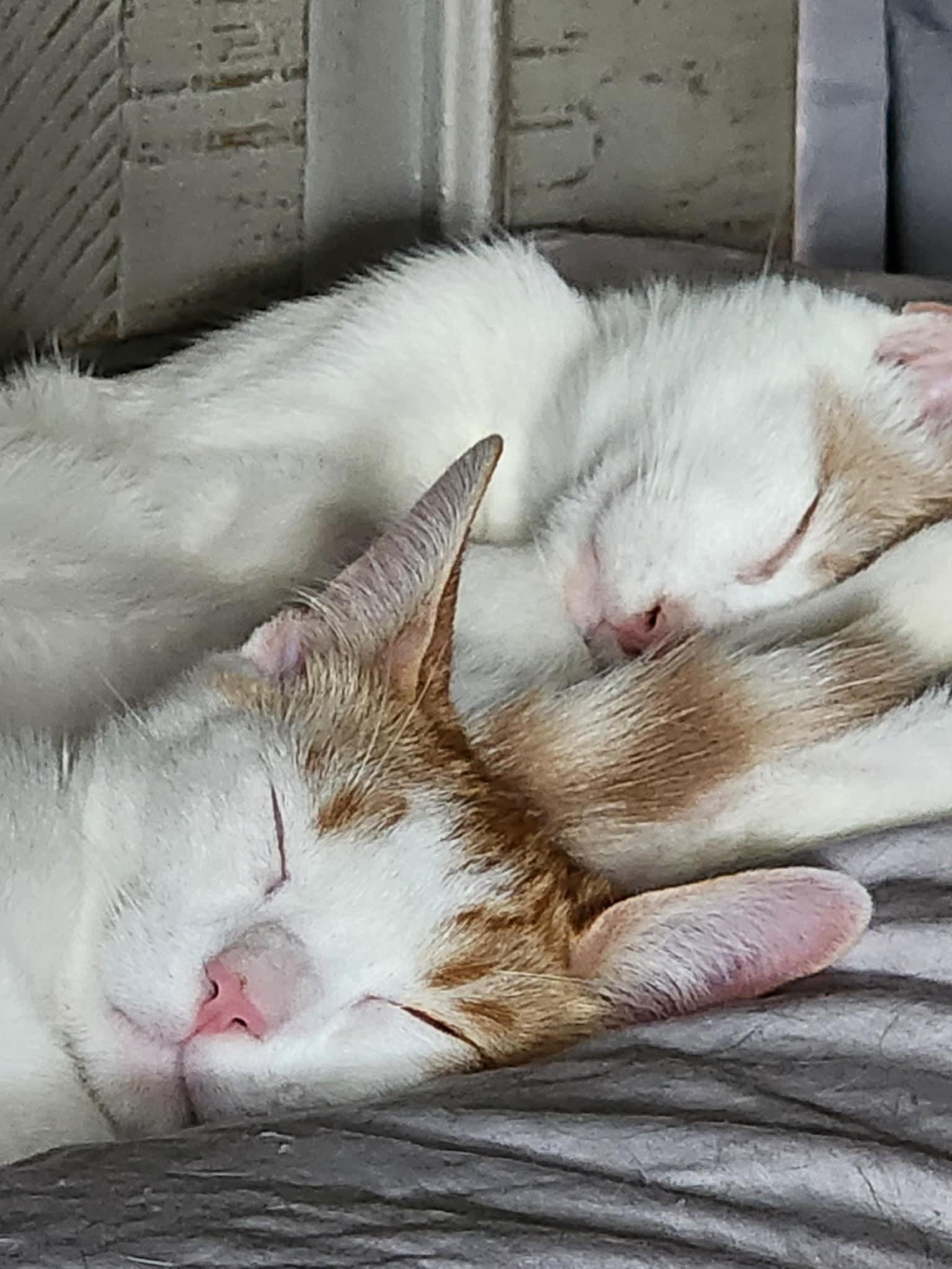 Kittens #104 and #107, a Adoptable Domestic Short Hair in Johnston, RI image 6/6