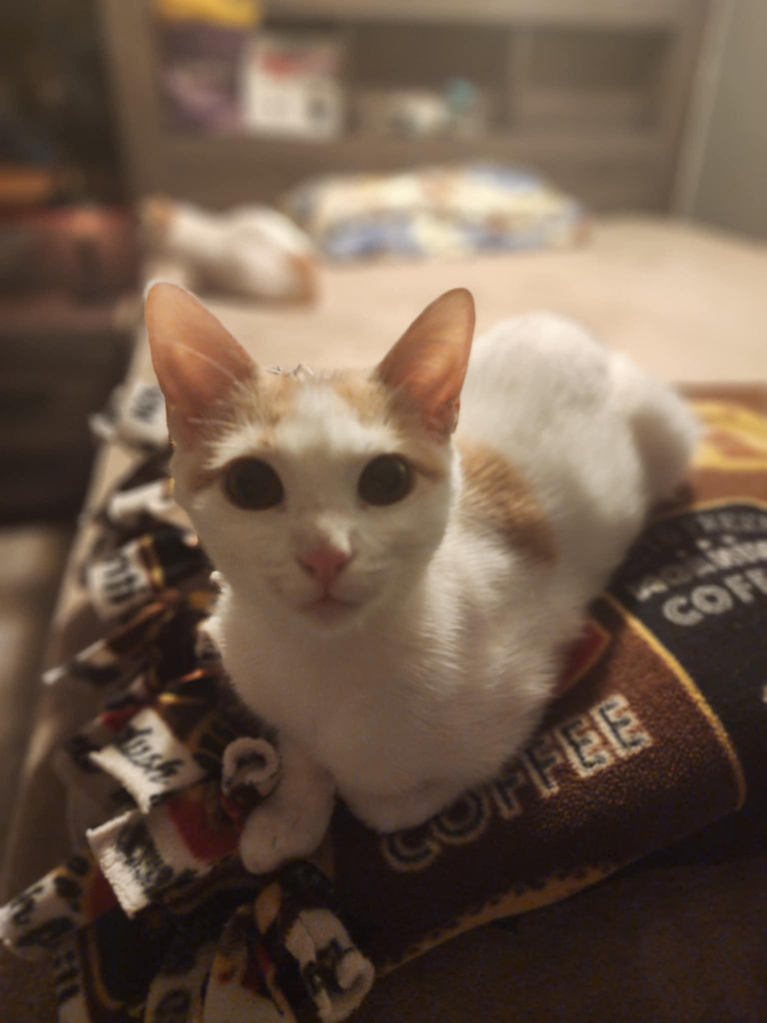 Kittens #104 and #107, a Adoptable Domestic Short Hair in Johnston, RI image 2/6