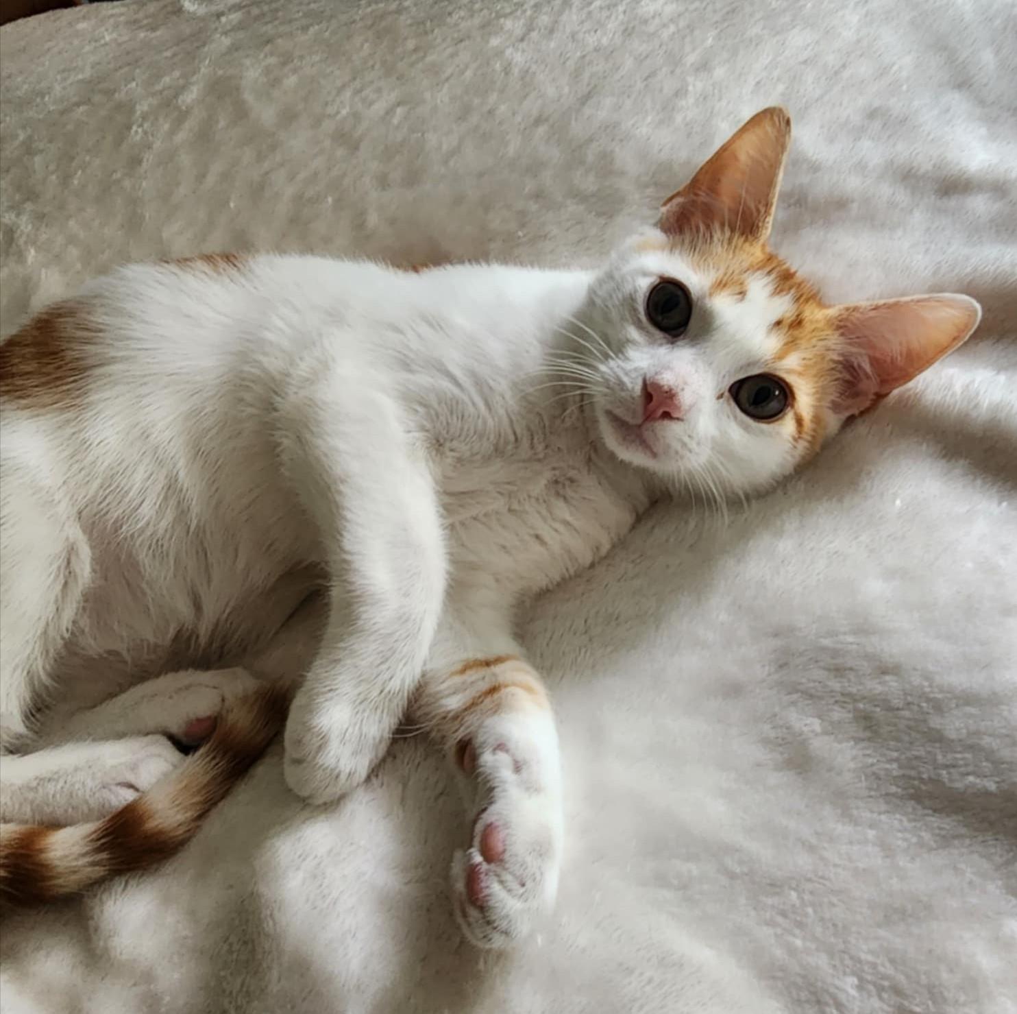 Kittens #104 and #107, a Adoptable Domestic Short Hair in Johnston, RI image 5/6