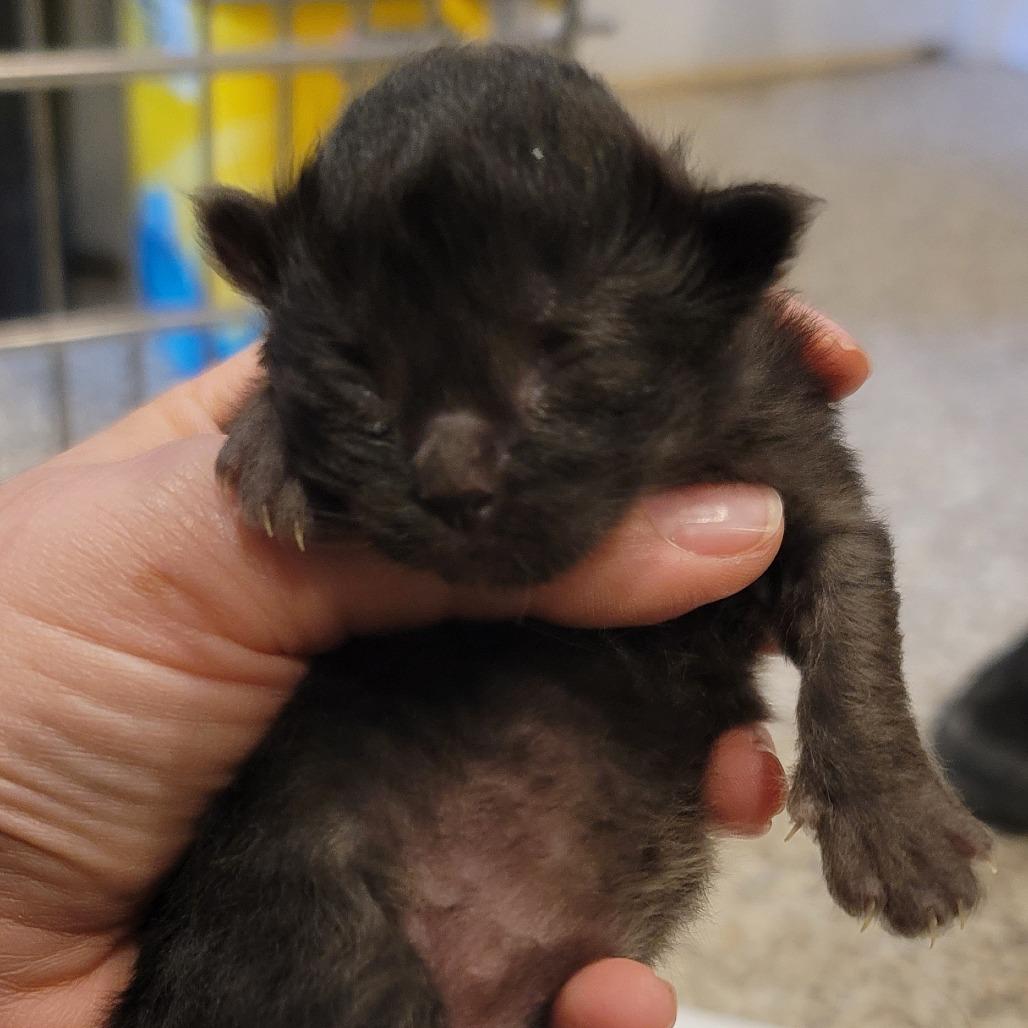 Hunter, a Adoptable Domestic Medium Hair in Tipton, IN image 1/6