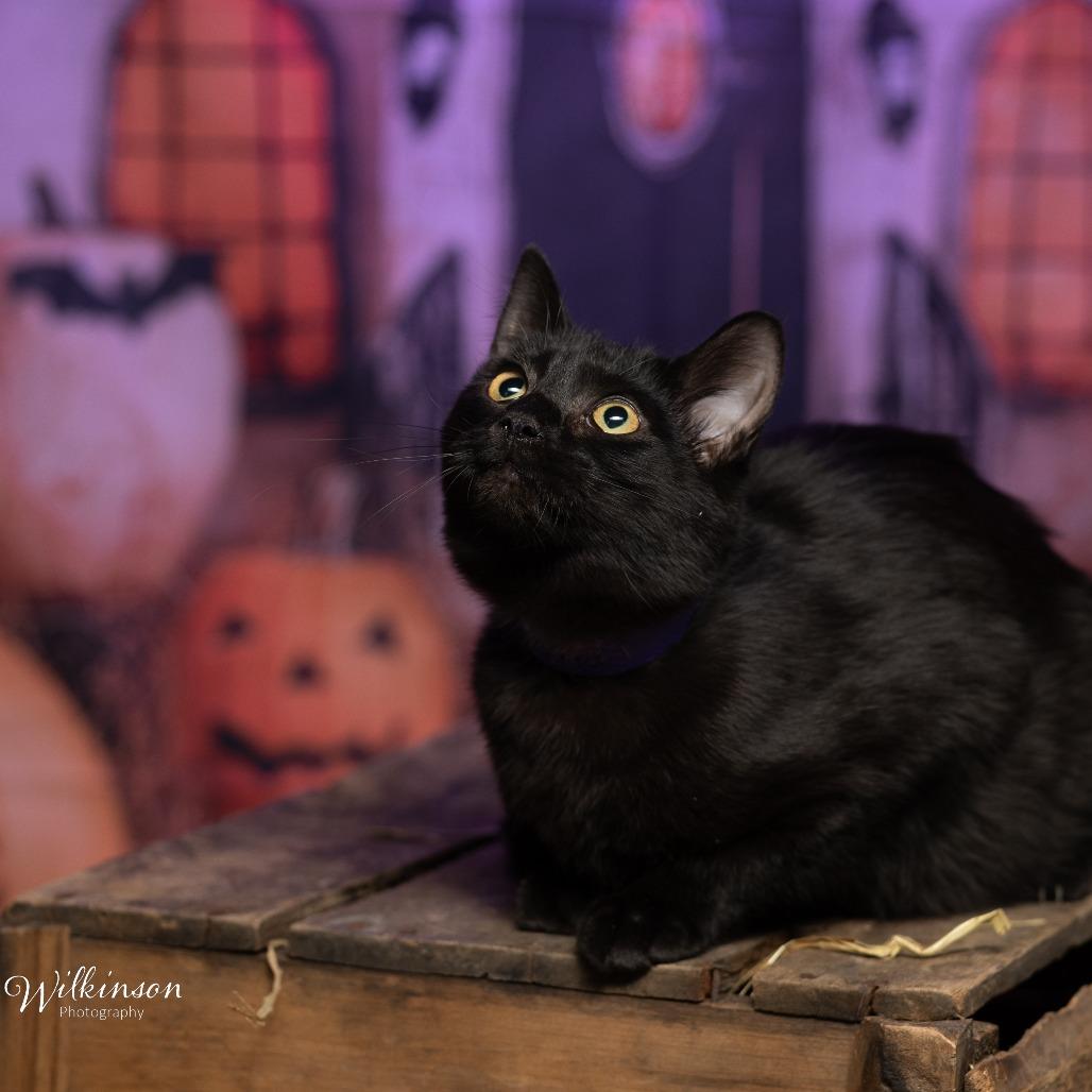 Hunter, Adoptable, Young Female Domestic Medium Hair.