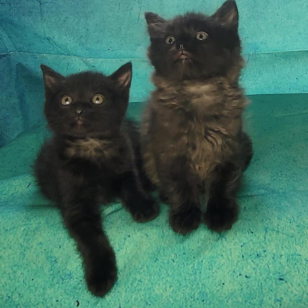 Hunter, a Adoptable Domestic Medium Hair in Tipton, IN image 4/6