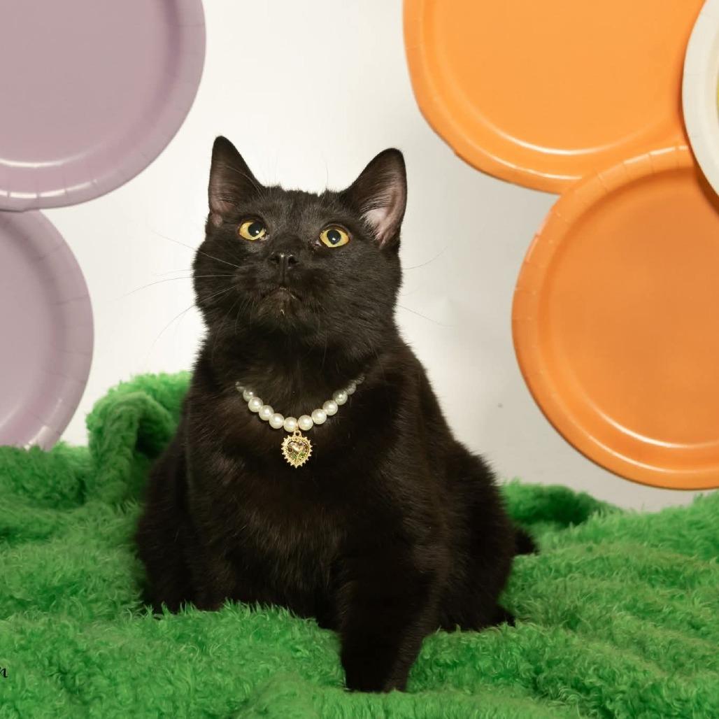 Enlarge Hunter, a Adoptable Domestic Medium Hair in Tipton, IN image 2/5