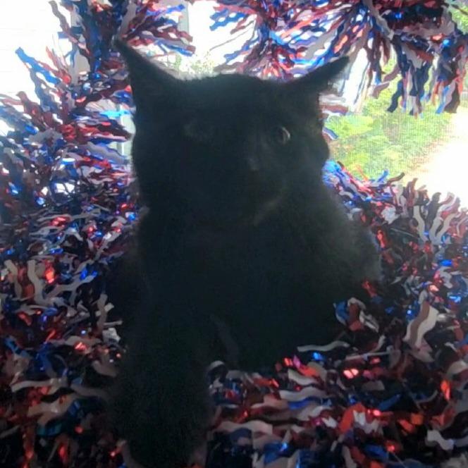 Hunter, a Adoptable Domestic Medium Hair in Tipton, IN image 6/6