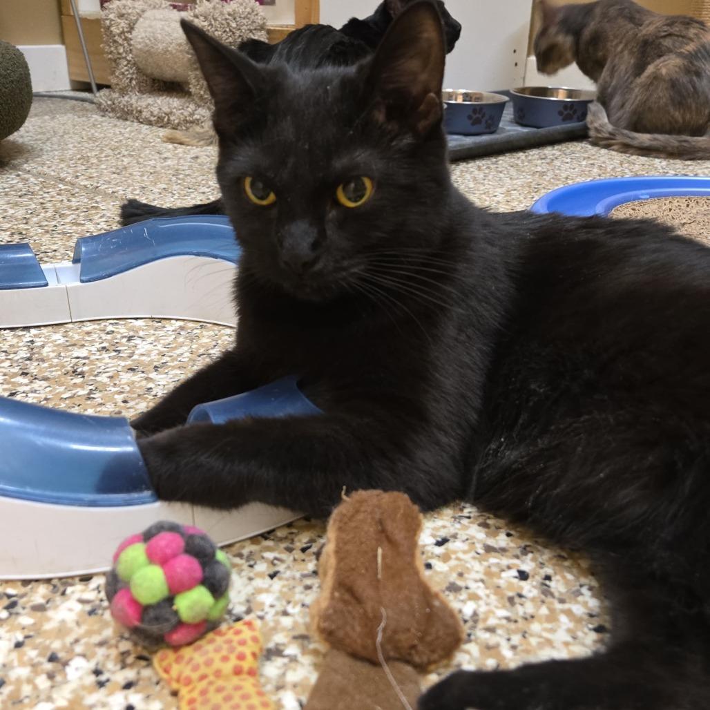 Hunter, a Adoptable Domestic Medium Hair in Tipton, IN image 5/5