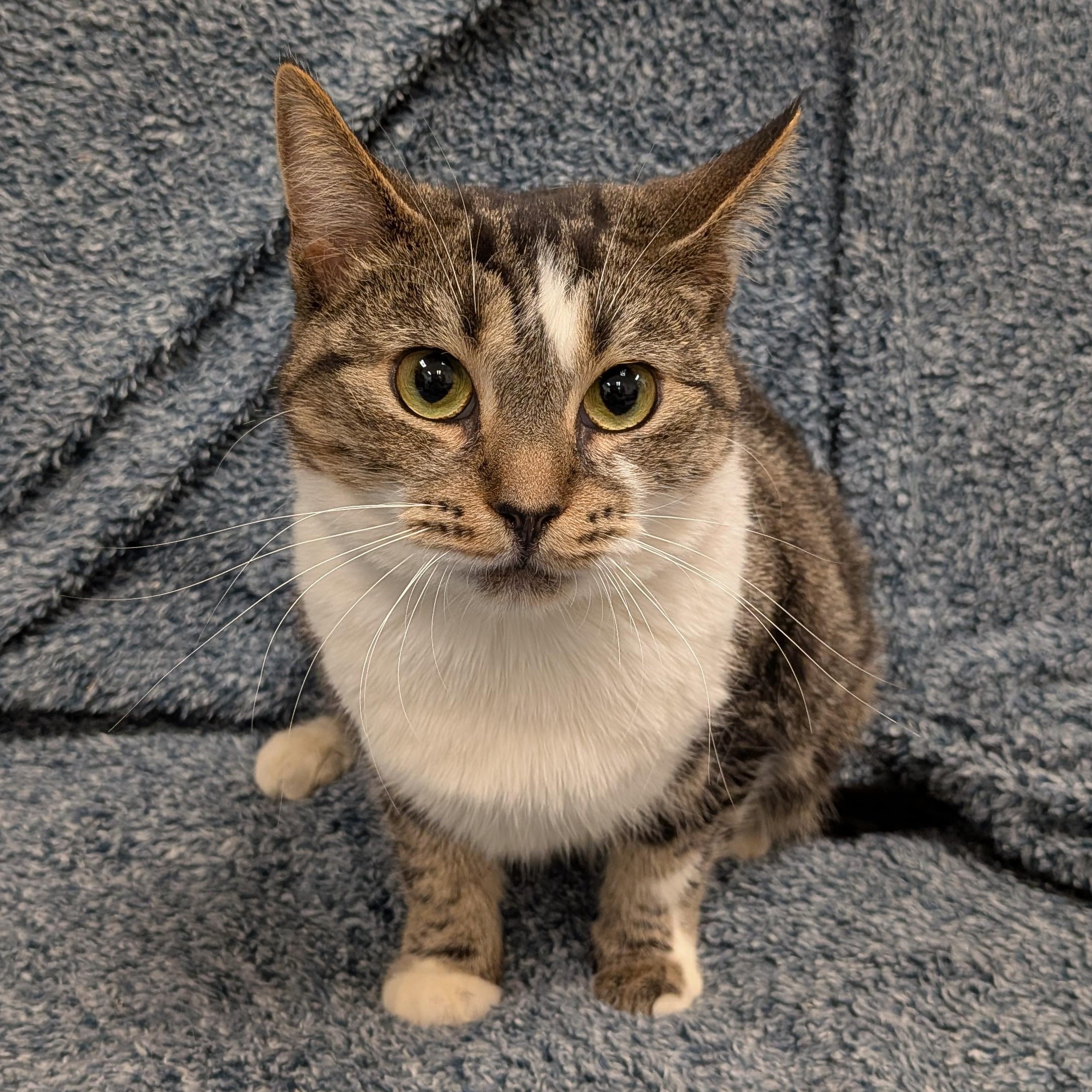 Enlarge Mama Sass (North Vancouver), an adopted Domestic Short Hair in Chilliwack, BC image 1/1