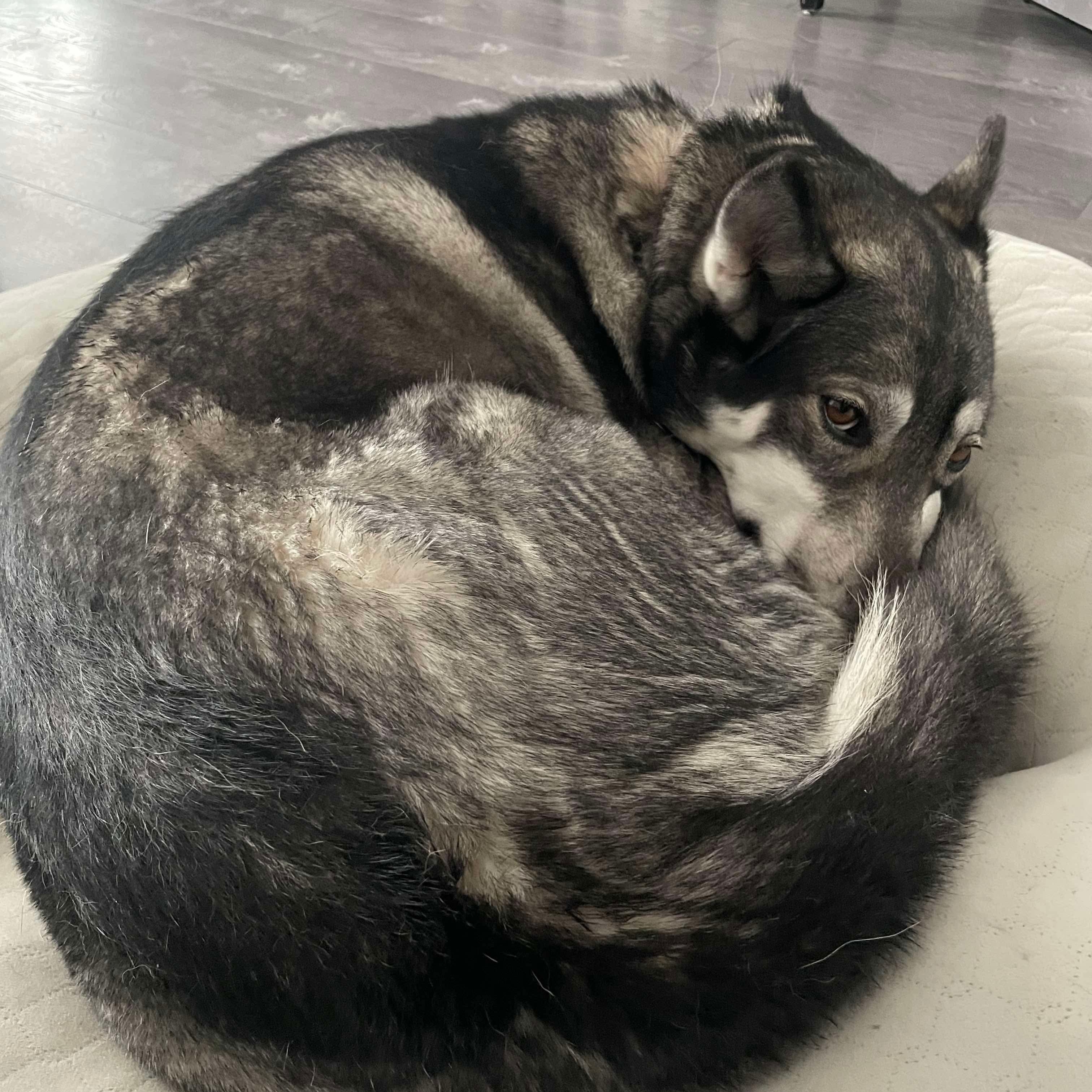 Night Skye - the perfect girl!, an adoptable Husky in Richmond Hill, ON, L4E 2M8 | Photo Image 3